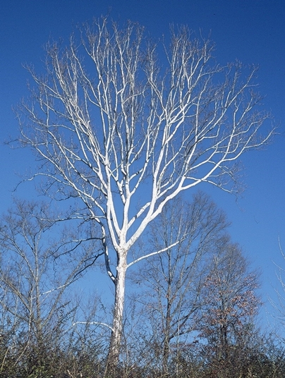 {Platanus occidentalis}